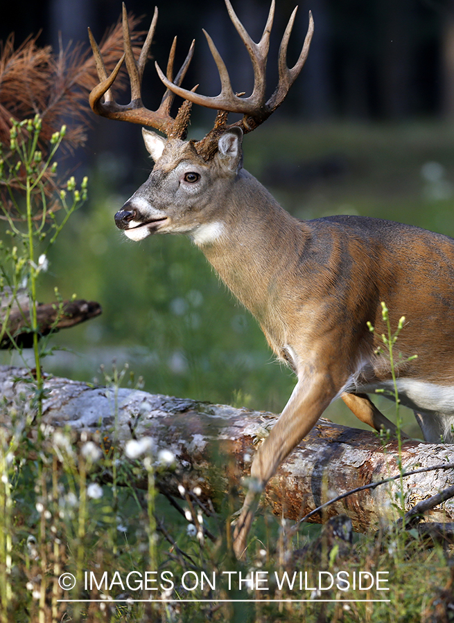 White-tailed buck jumping over log.