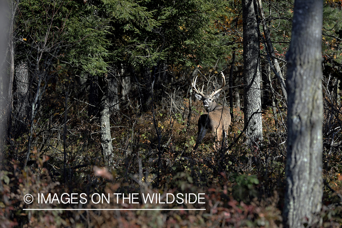 White-tailed buck in woods.