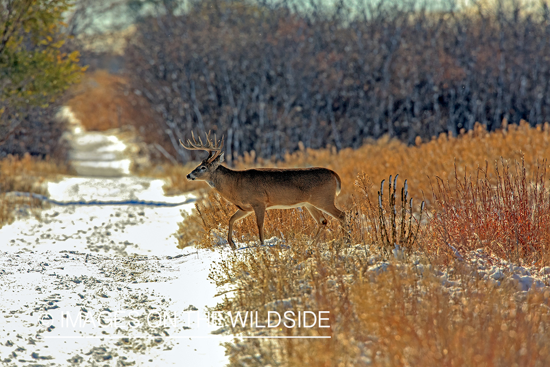 White-tailed buck in field.