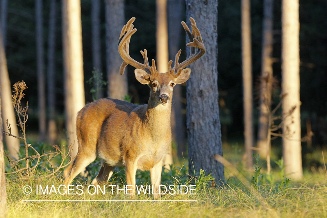 White-tailed buck in velvet.