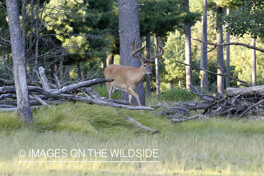 White-tailed deer in velvet.