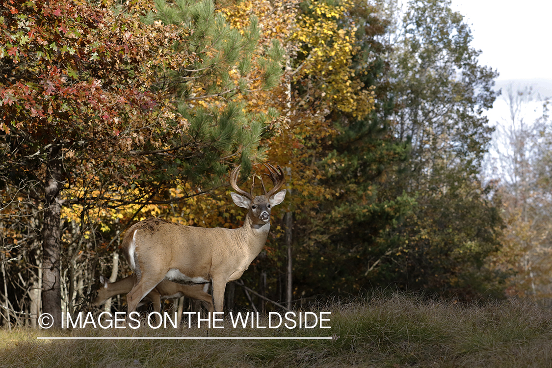 White-tailed buck in field.