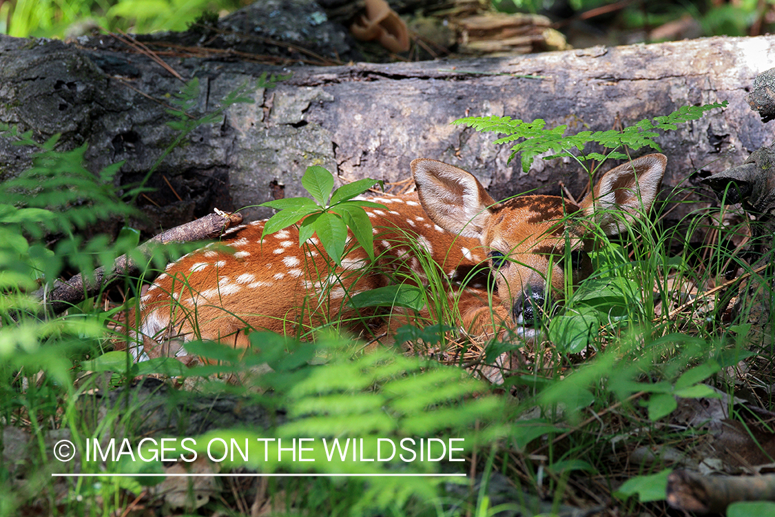 Young white-tailed fawn hiding.