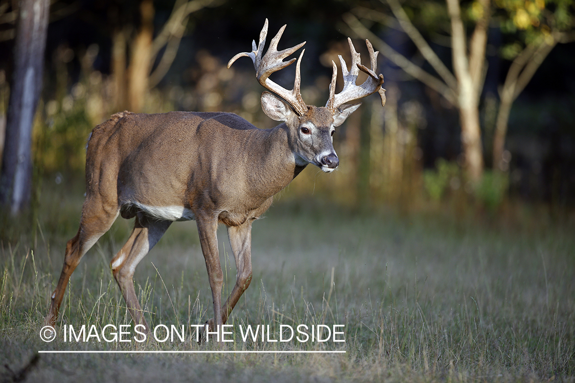 White-tailed buck in field.