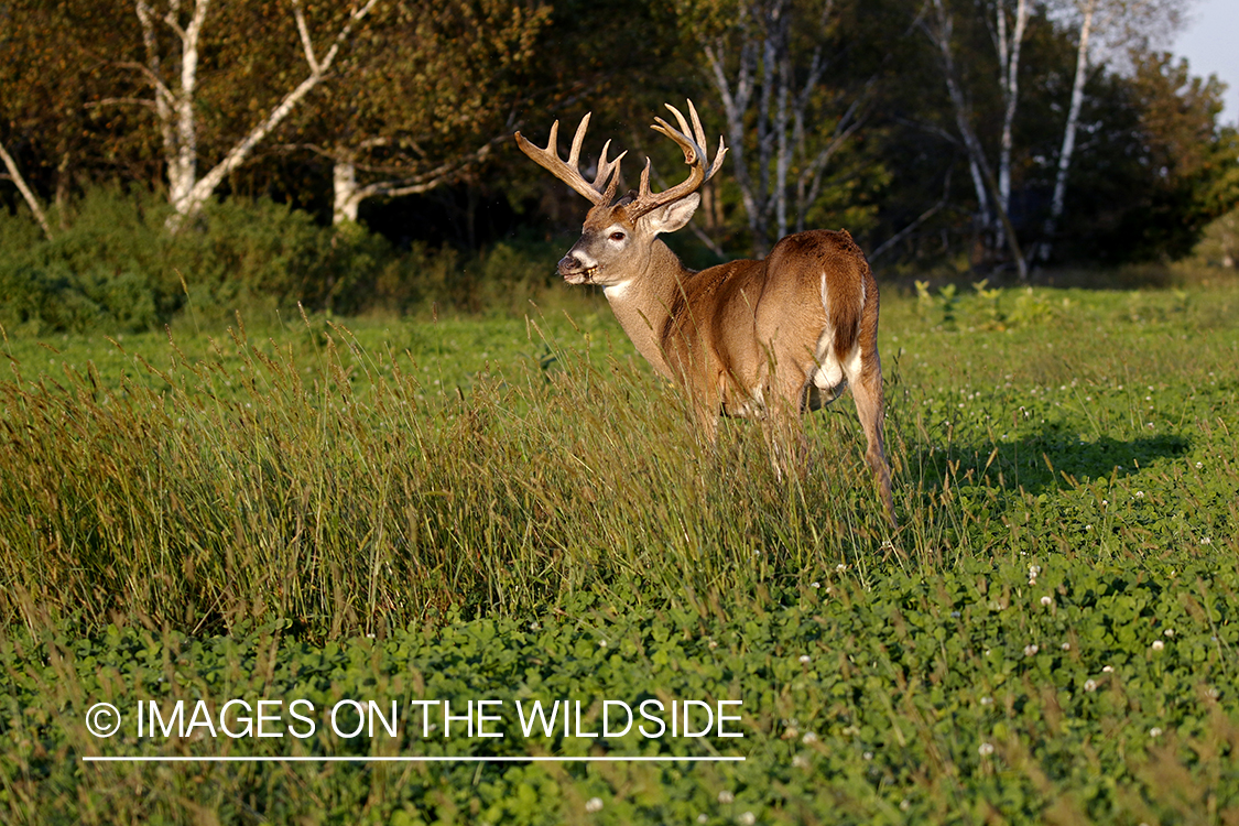 White-tailed buck in the rut.