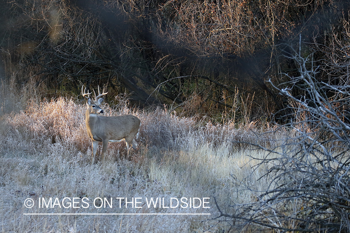 White-tailed buck in the rut.