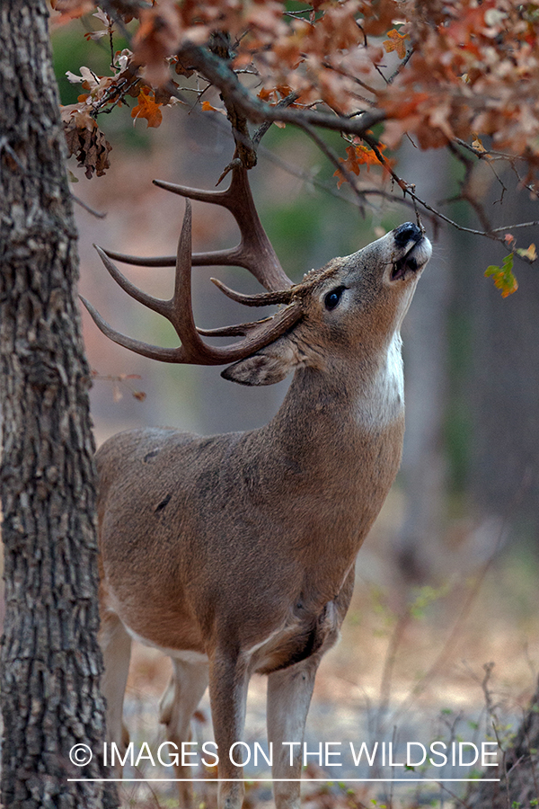 White-tailed buck in field.