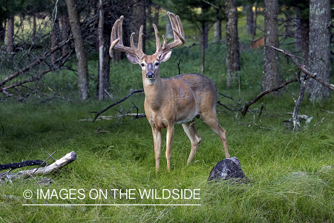 White-tailed buck in Velvet.