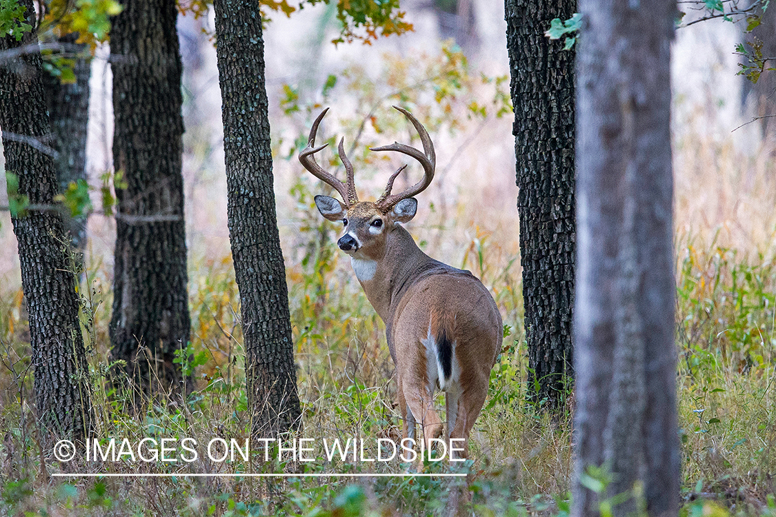 White-tailed buck in field.