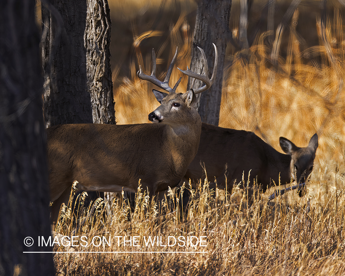 White-tailed buck in field.