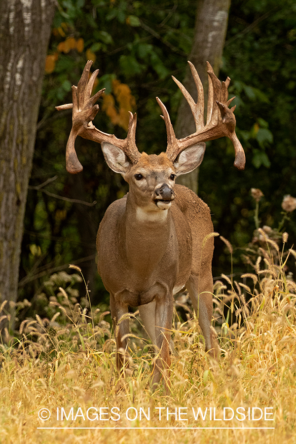 White-tailed buck in field.