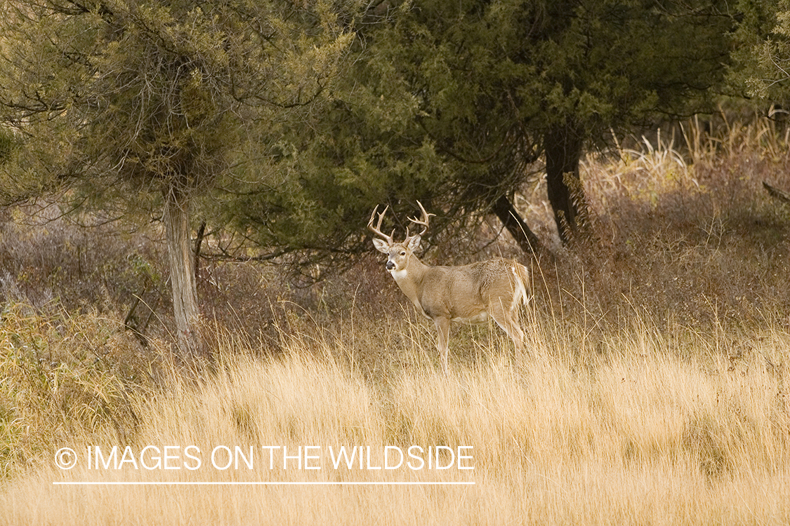 White-tailed deer in habitat