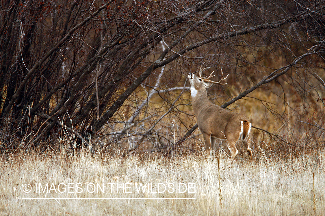 White-tailed deer in habitat