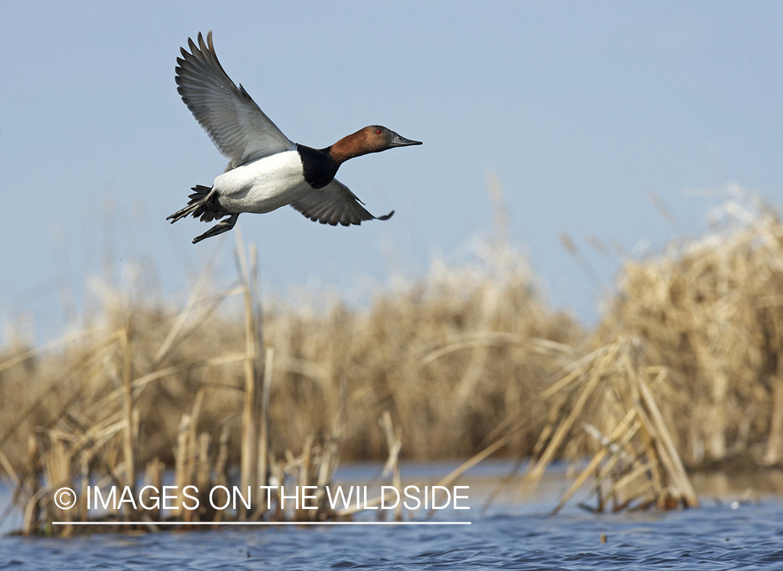 Canvasback duck in flight.