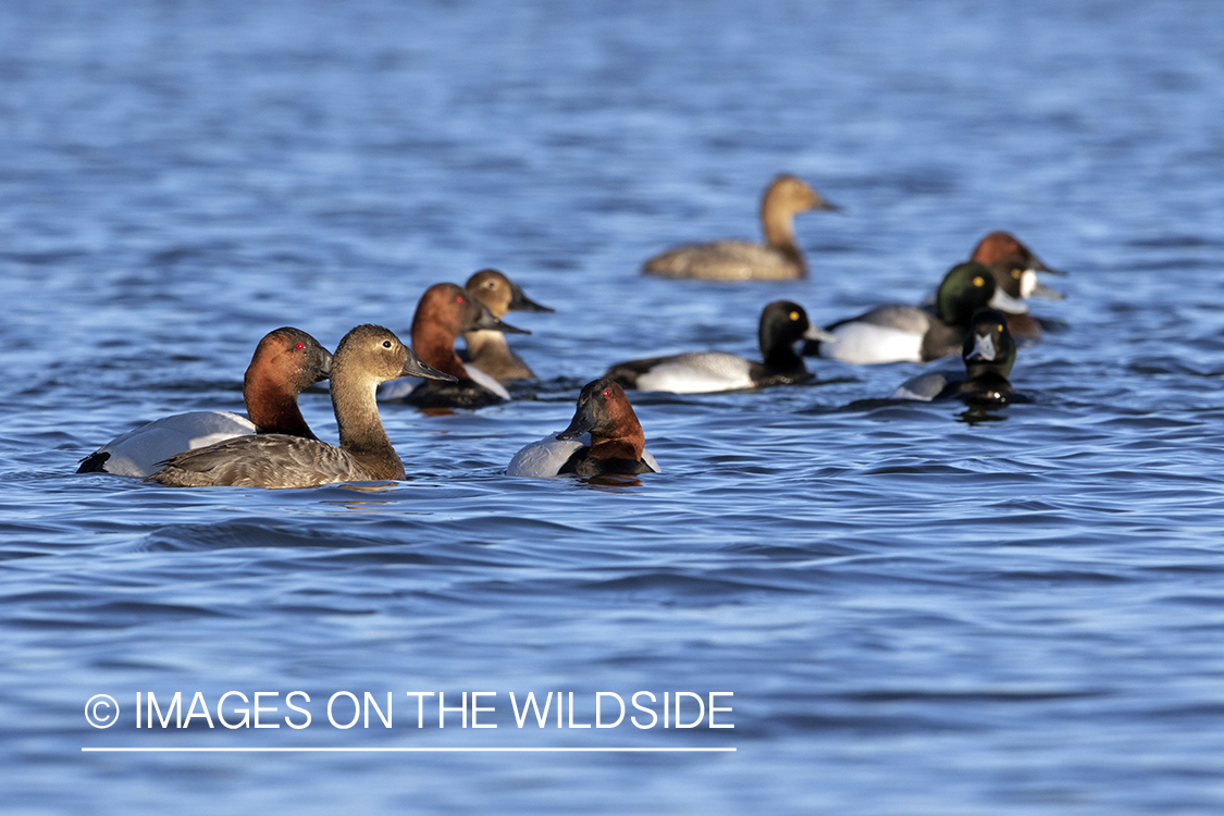 Canvasbacks on water.