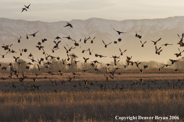 Flock of mallards in flight.