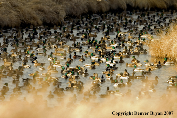 Mallard flock