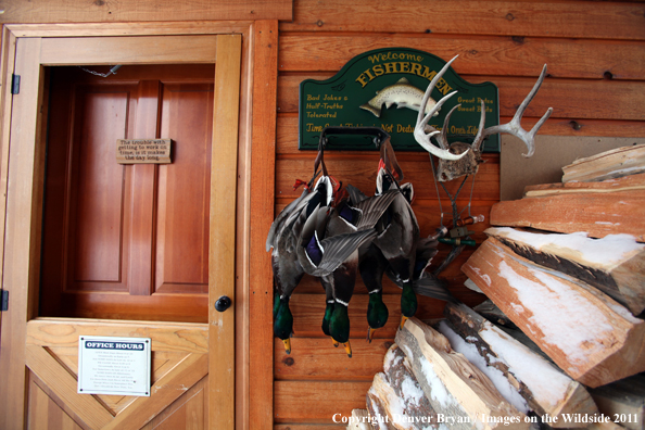 Bagged mallards hanging on outside wall. 