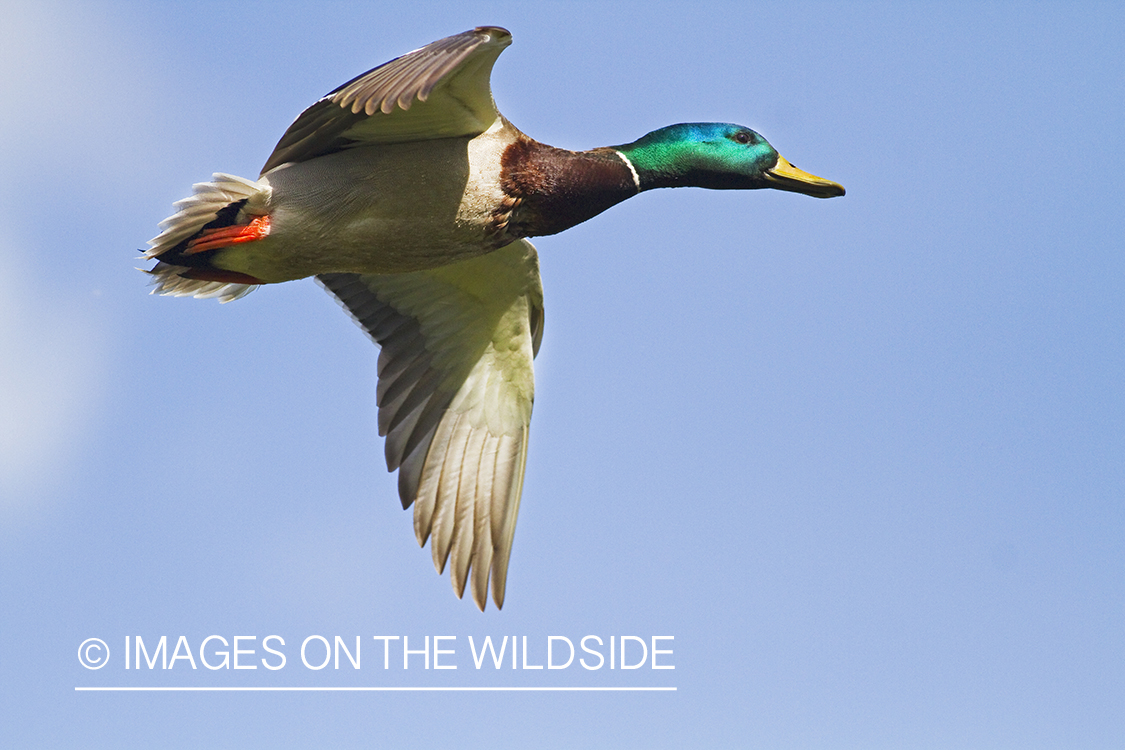 Mallard in flight.