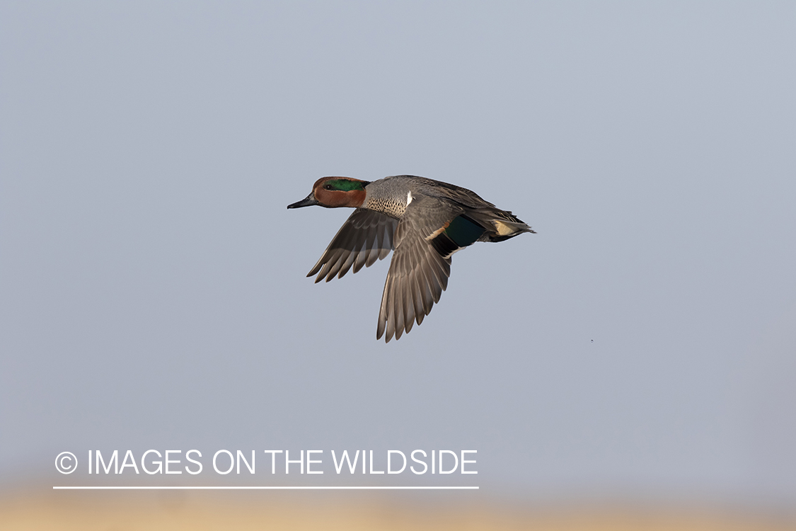 Green-winged Teal in flight.