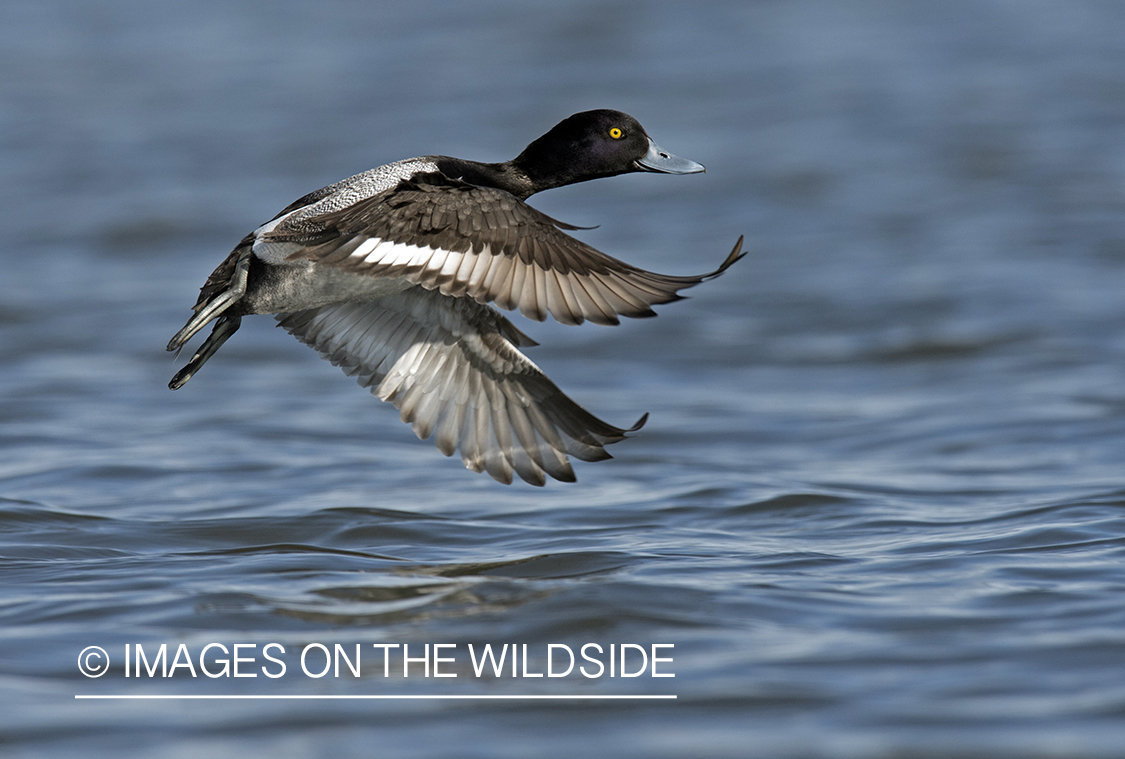 Lesser Scaup in flight.