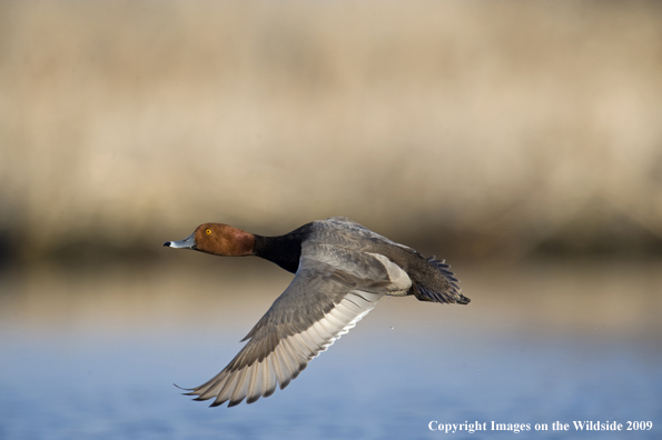 Redhead drake in flight