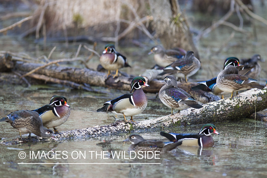 Wood Duck flock in habitat.