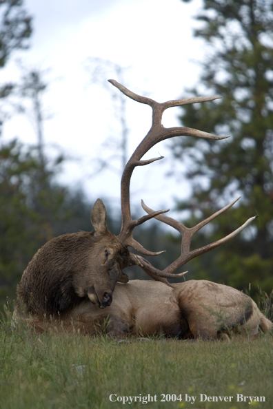 Rocky Mountain bull elk bedded in habitat.