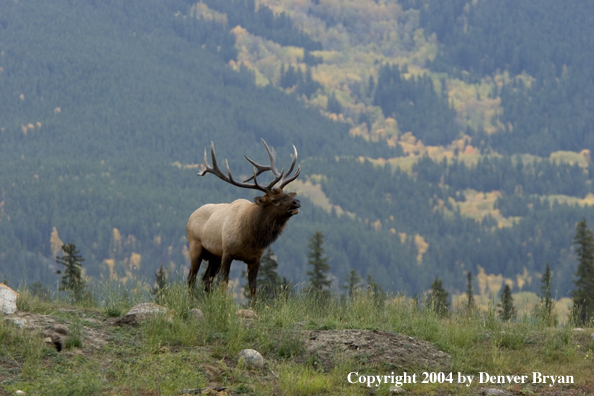 Rocky Mountain bull elk bugling.