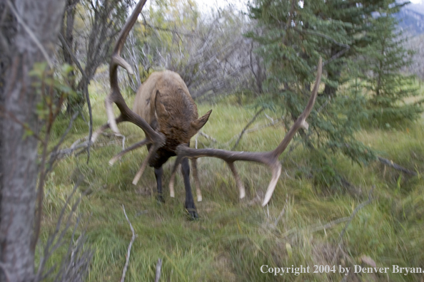 Rocky Mountain bull elk charging aggressively through forest.