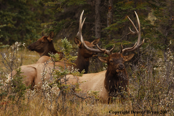 Rocky Mountain Elk herd bedded down