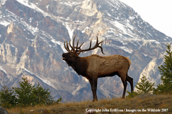 Rocky Mountain Elk bugling