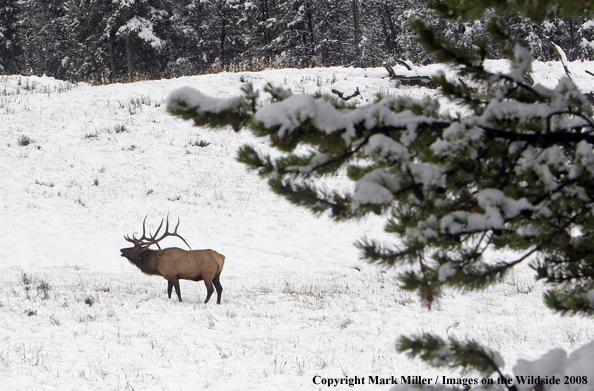 Rocky Mountain Elk in habitat