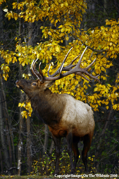 Bull Elk