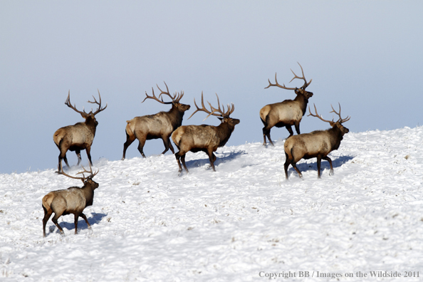 Rocky Mountain Elk in winter. 