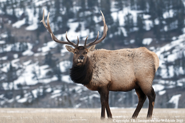 Rocky Mountain bull elk in habitat. 