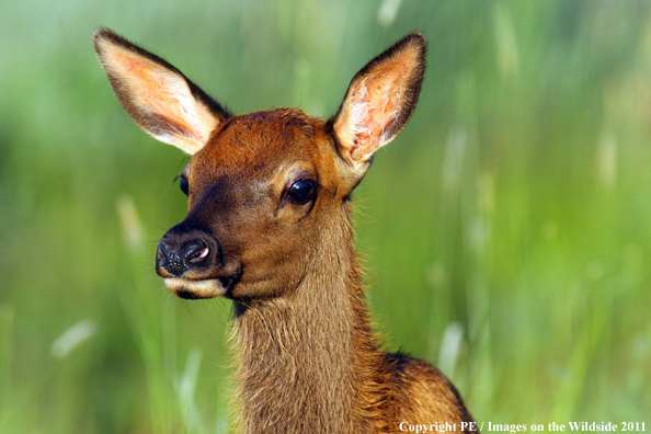 Calf elk in habitat. 