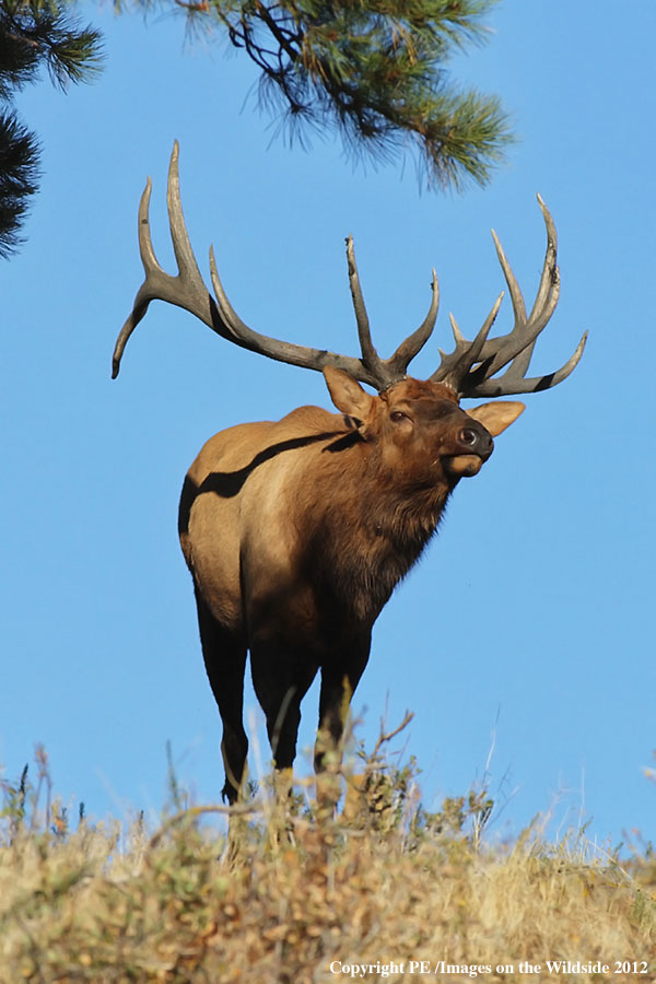 Rocky Mountain Elk in habitat.