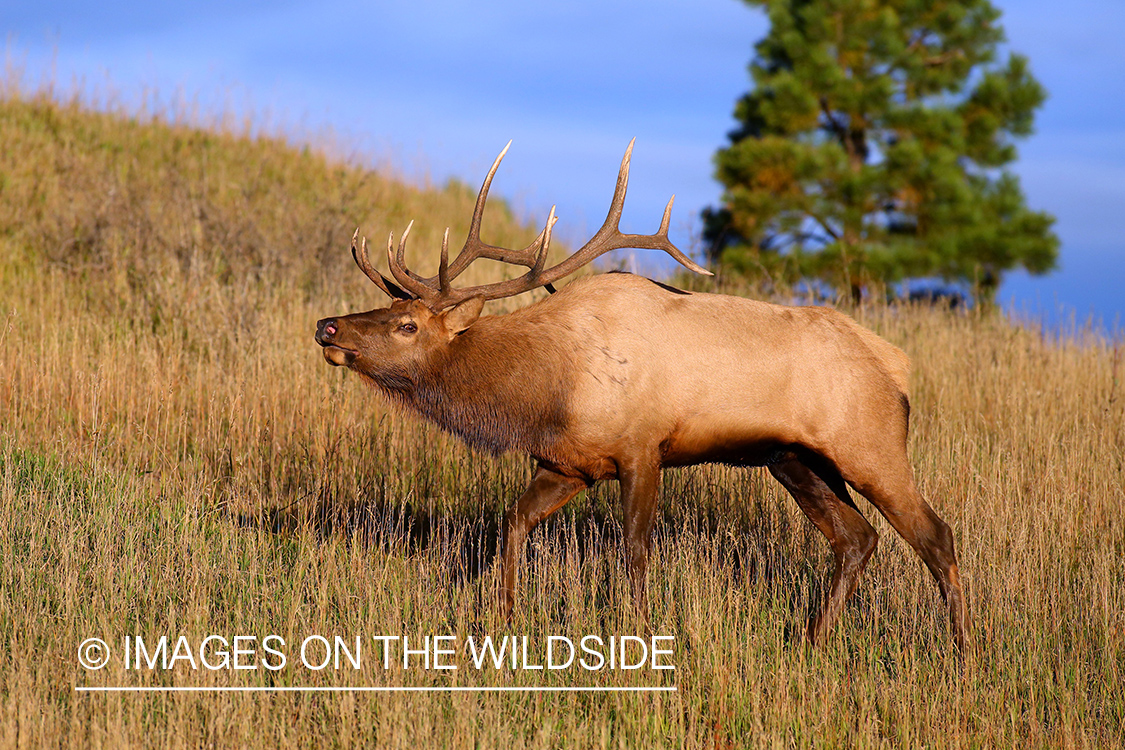 Rocky Mountain Elk in habitat.