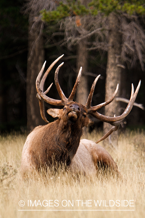 Rocky Mountain Bull Elk bedded down in habitat.