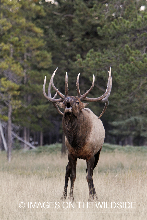 Rocky Mountain Bull Elk bugling in habitat.