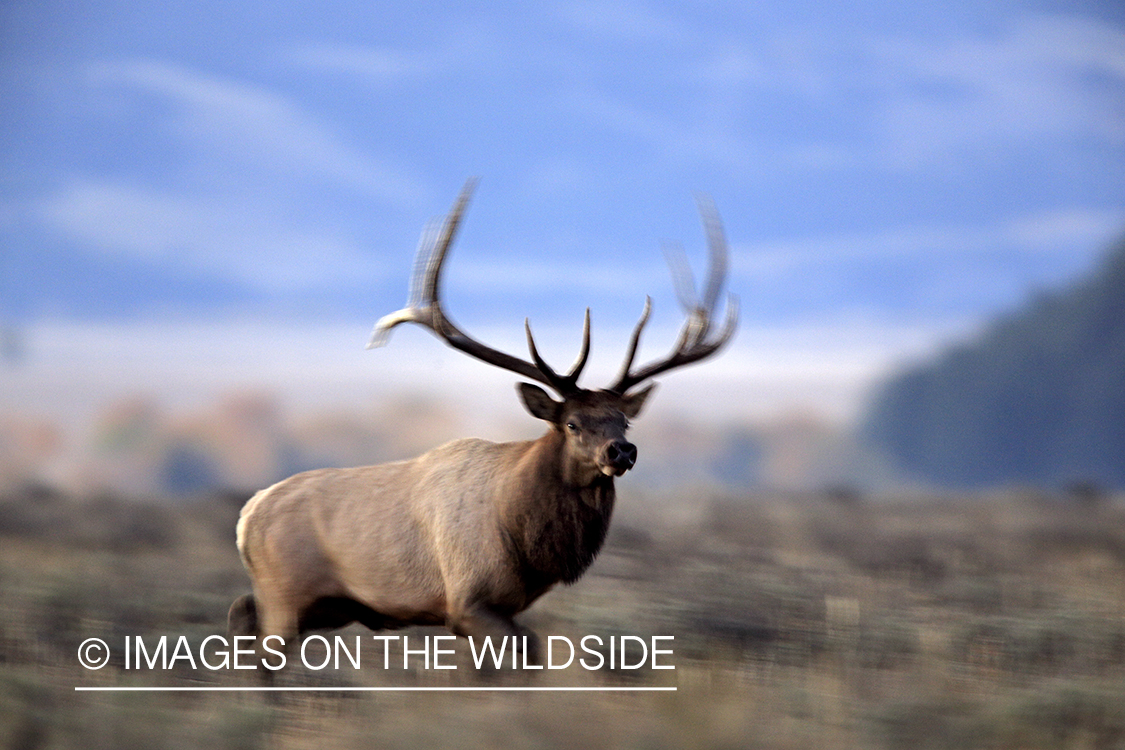 Rocky Mountain Bull Elk fleeing in habitat.