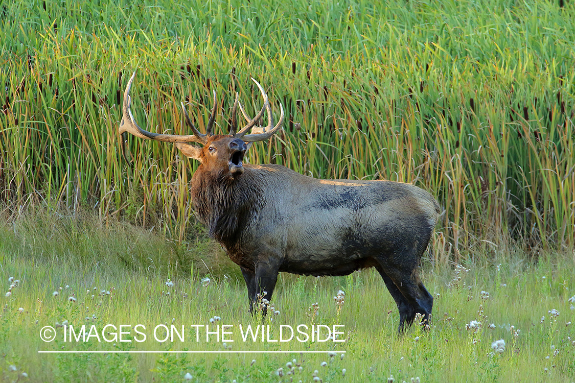 Rocky Mountain bull elk bugling.