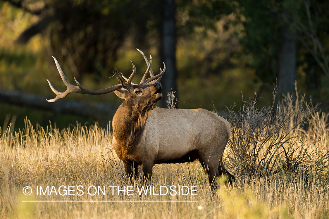 Bull elk bugling in field.