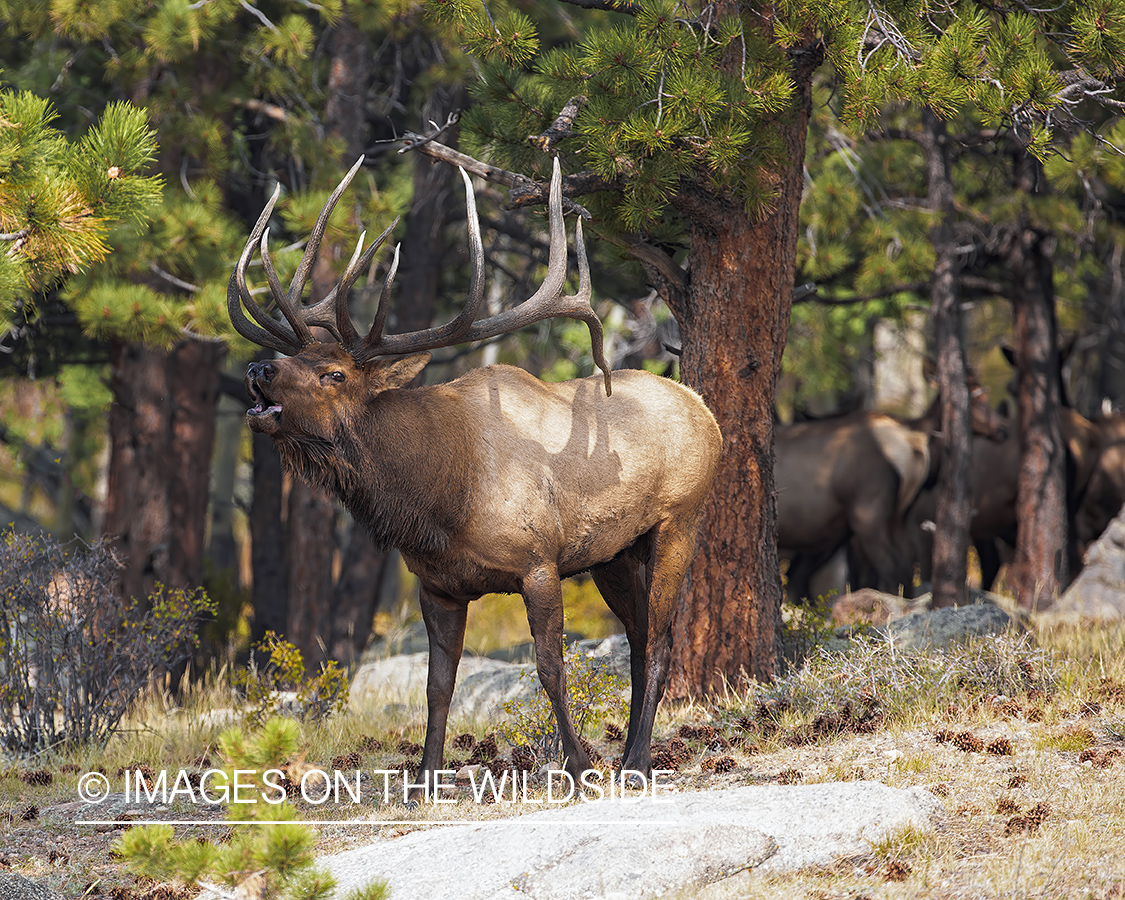 Bull elk bugling.