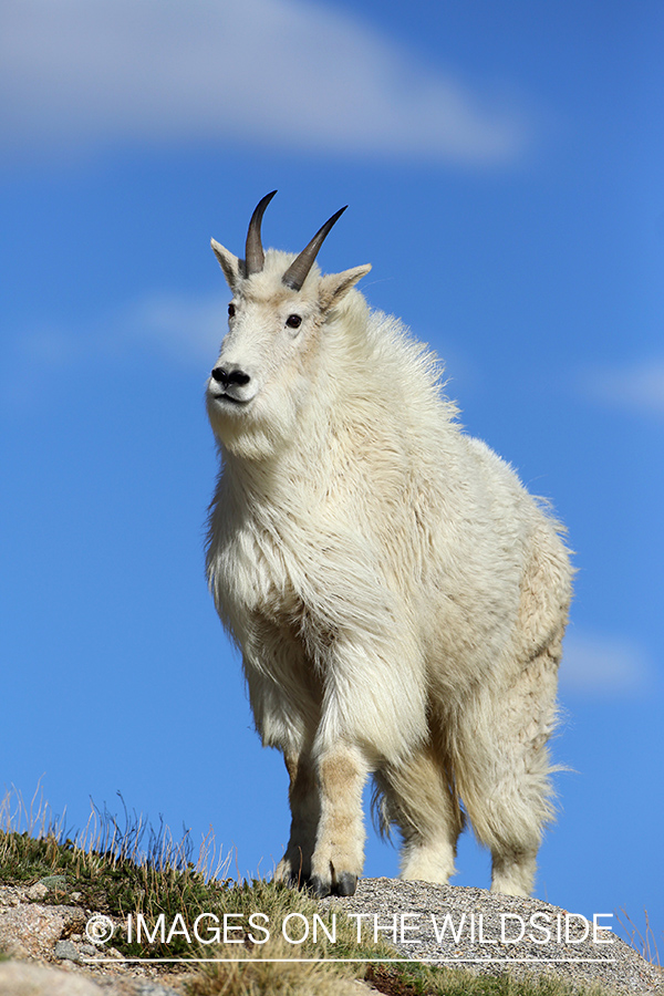 Rocky Mountain Goat in habitat. 