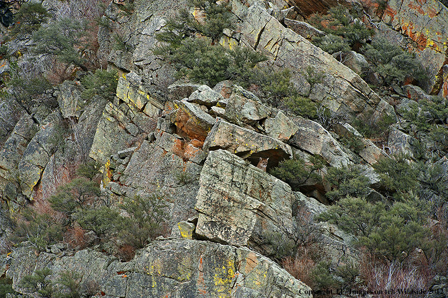 Mountain Lion in habitat.