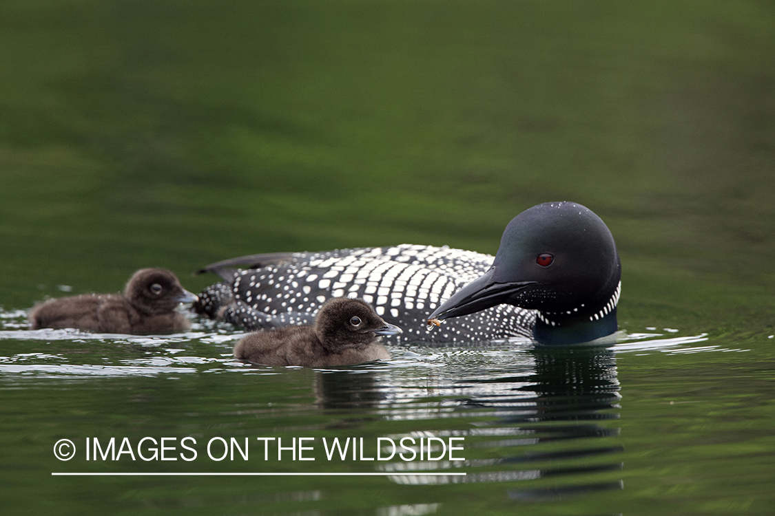 Loon feeding chicks.