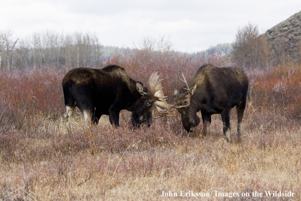 Shiras bull moose battling in habitat.