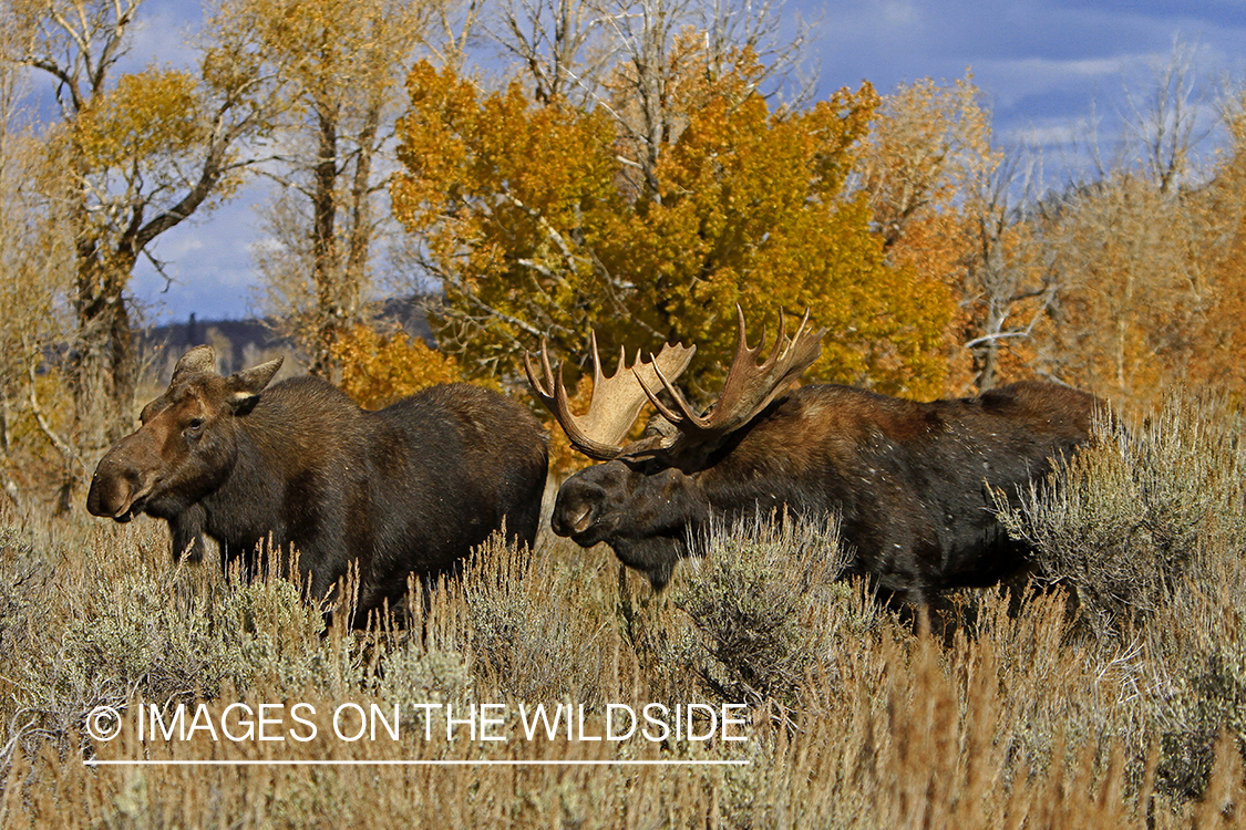 Shiras bull moose with cow during the rut.